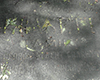 Close up photograph of horizontal grave slab with some leaves and sticks over engraving.